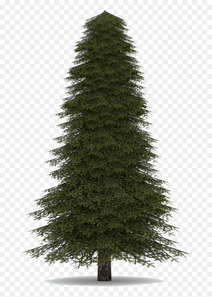 Detail Evergreen Trees Png Nomer 7