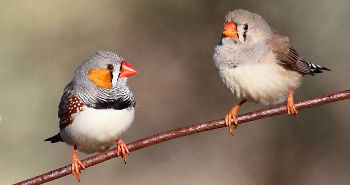Detail Evolusi Burung Finch Nomer 10