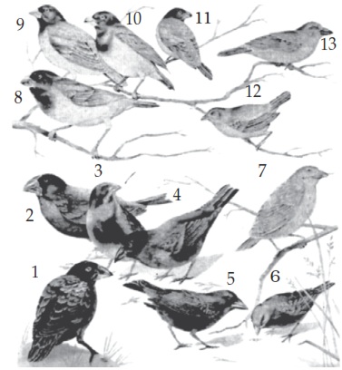Detail Evolusi Burung Finch Nomer 17