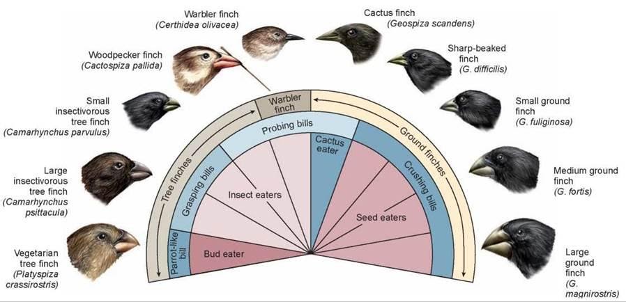 Detail Evolusi Burung Finch Nomer 20