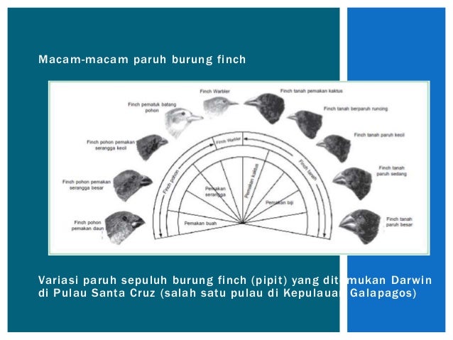 Detail Evolusi Burung Finch Nomer 25