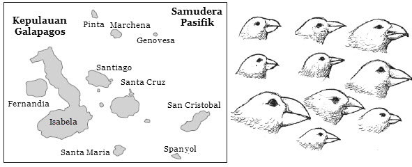 Detail Evolusi Burung Finch Nomer 29
