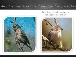 Detail Evolusi Burung Finch Nomer 33