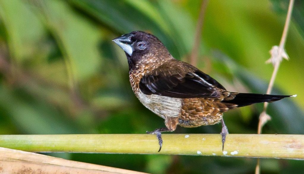 Detail Evolusi Burung Finch Nomer 36