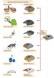 Detail Evolusi Burung Finch Nomer 5