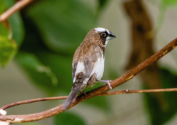 Detail Evolusi Burung Finch Nomer 47