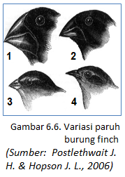 Detail Evolusi Burung Finch Nomer 50