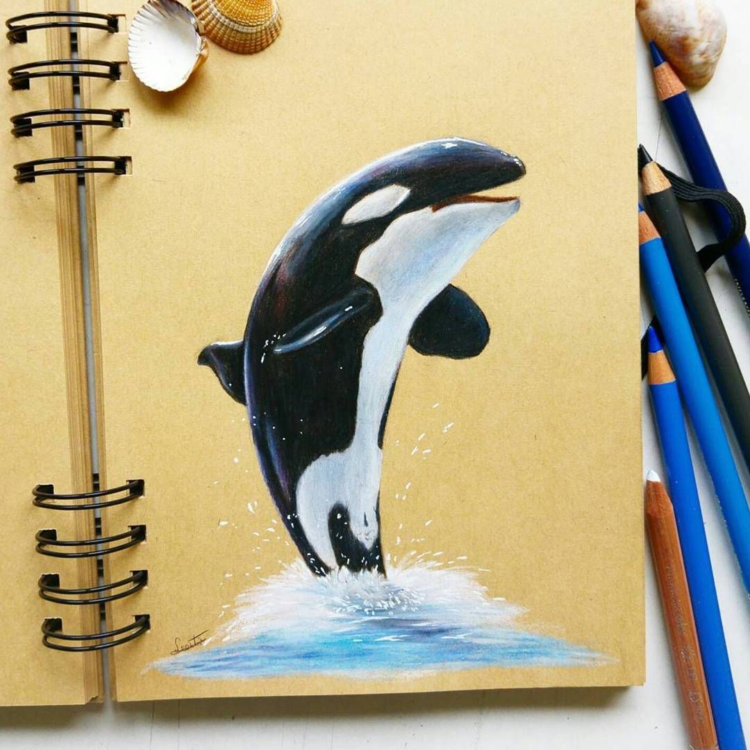 Orca Zeichnen Bleistift - KibrisPDR