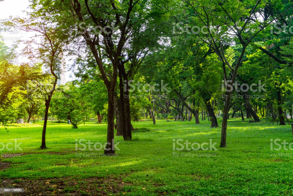 Detail Background Taman Hijau Nomer 5