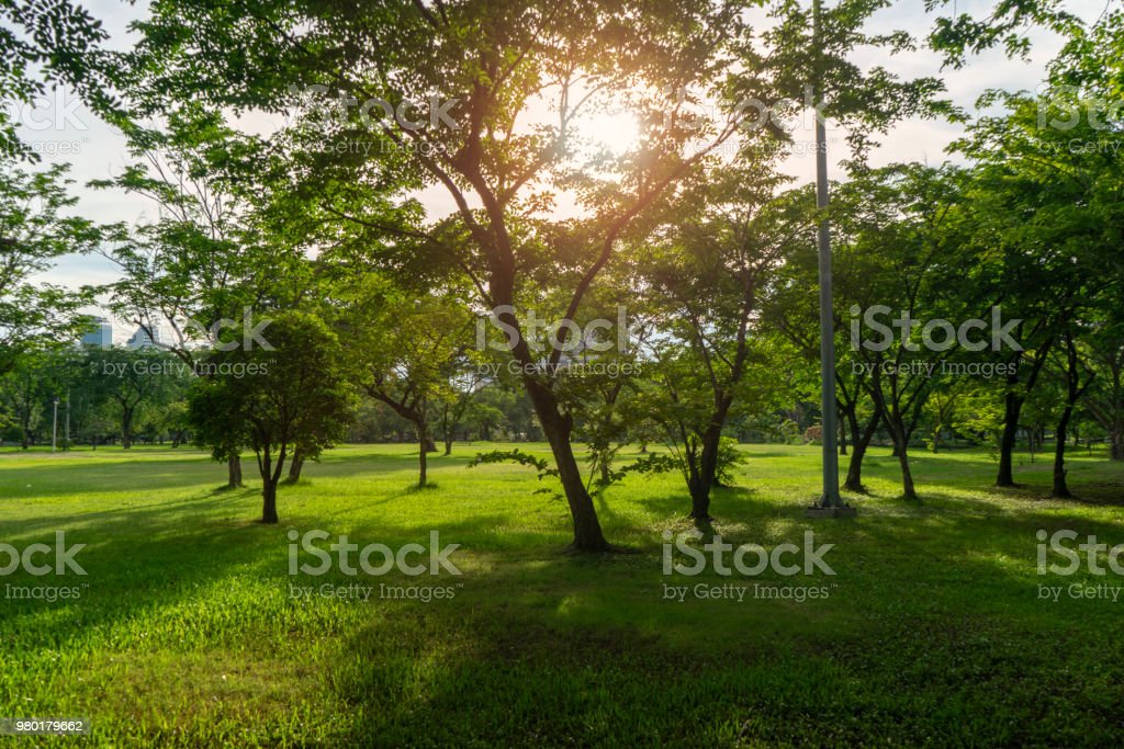 Detail Background Taman Hijau Nomer 8