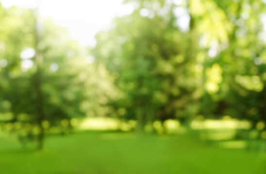 Detail Background Tree Nomer 4