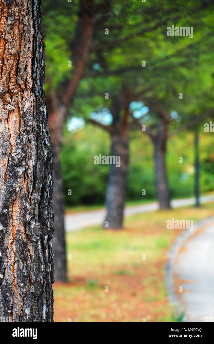 Detail Background Tree Nomer 5