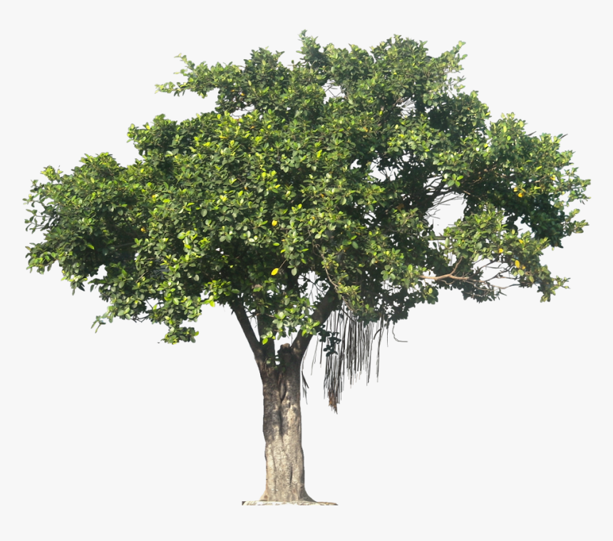 Detail Background Tree Png Nomer 24