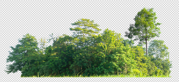 Detail Background Trees Nomer 14