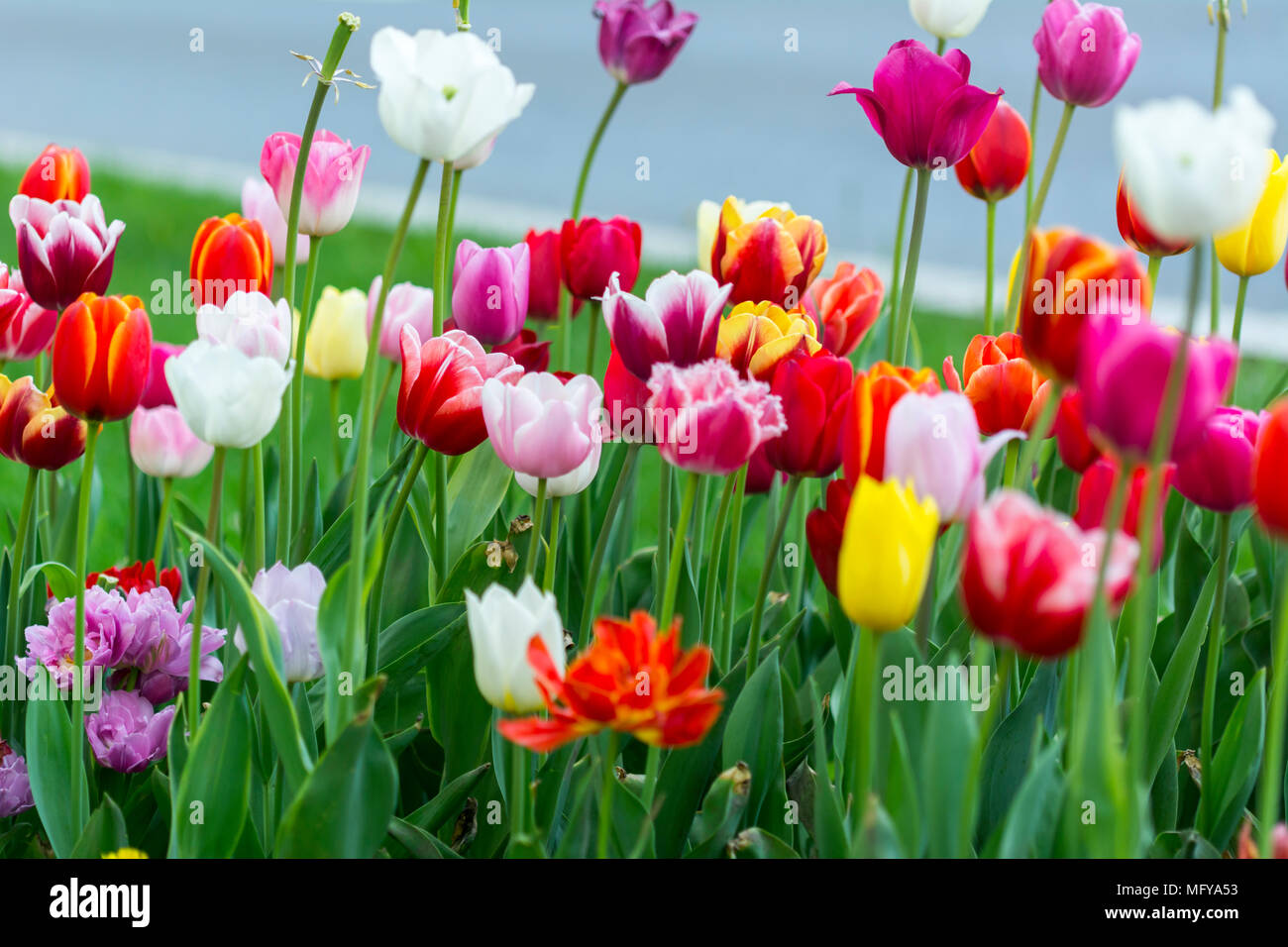 Detail Background Tulip Nomer 39