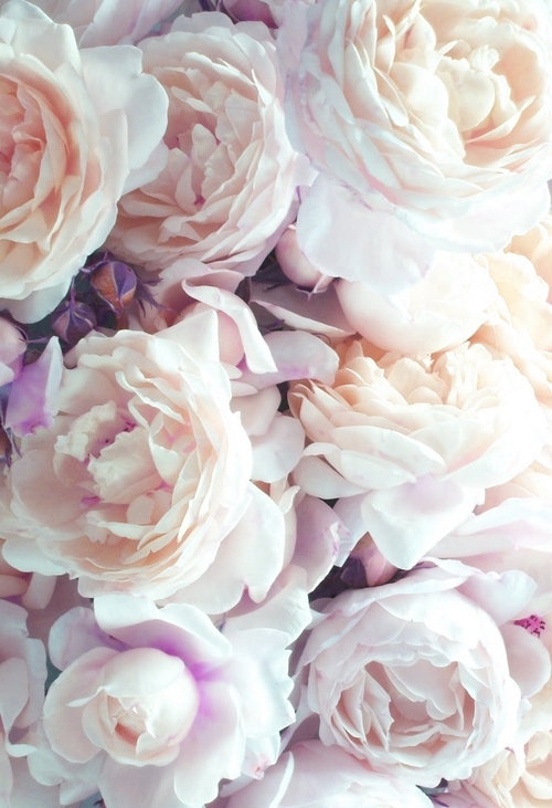 Detail Background Tumblr Pastel Flower Nomer 29