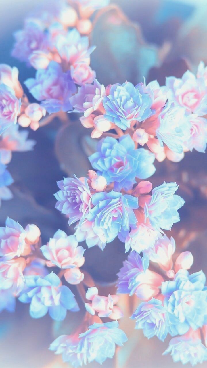 Detail Background Tumblr Pastel Flower Nomer 41