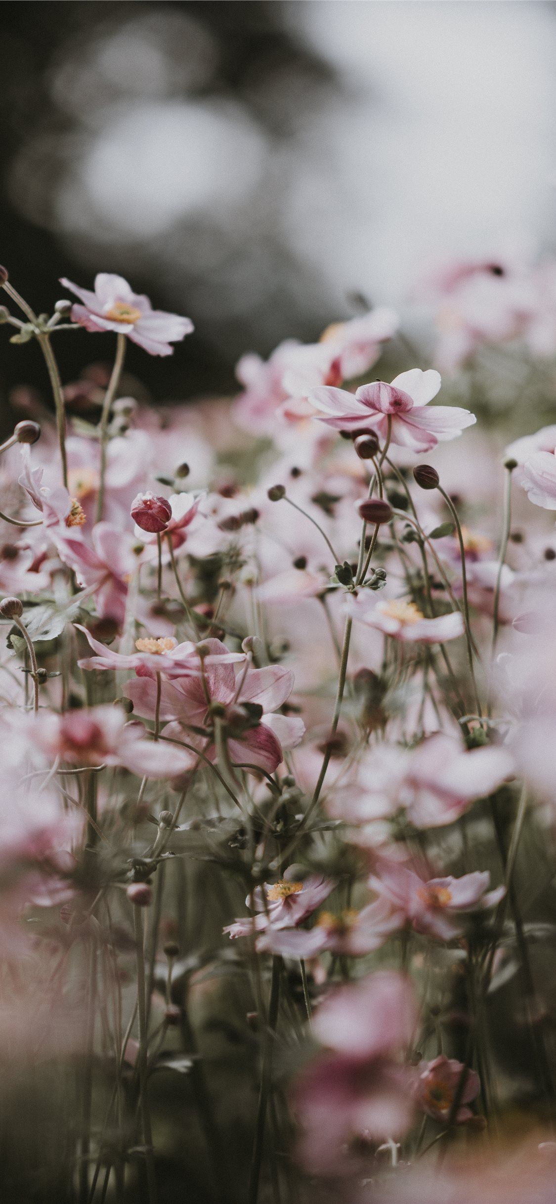 Detail Background Tumblr Pastel Flower Nomer 43