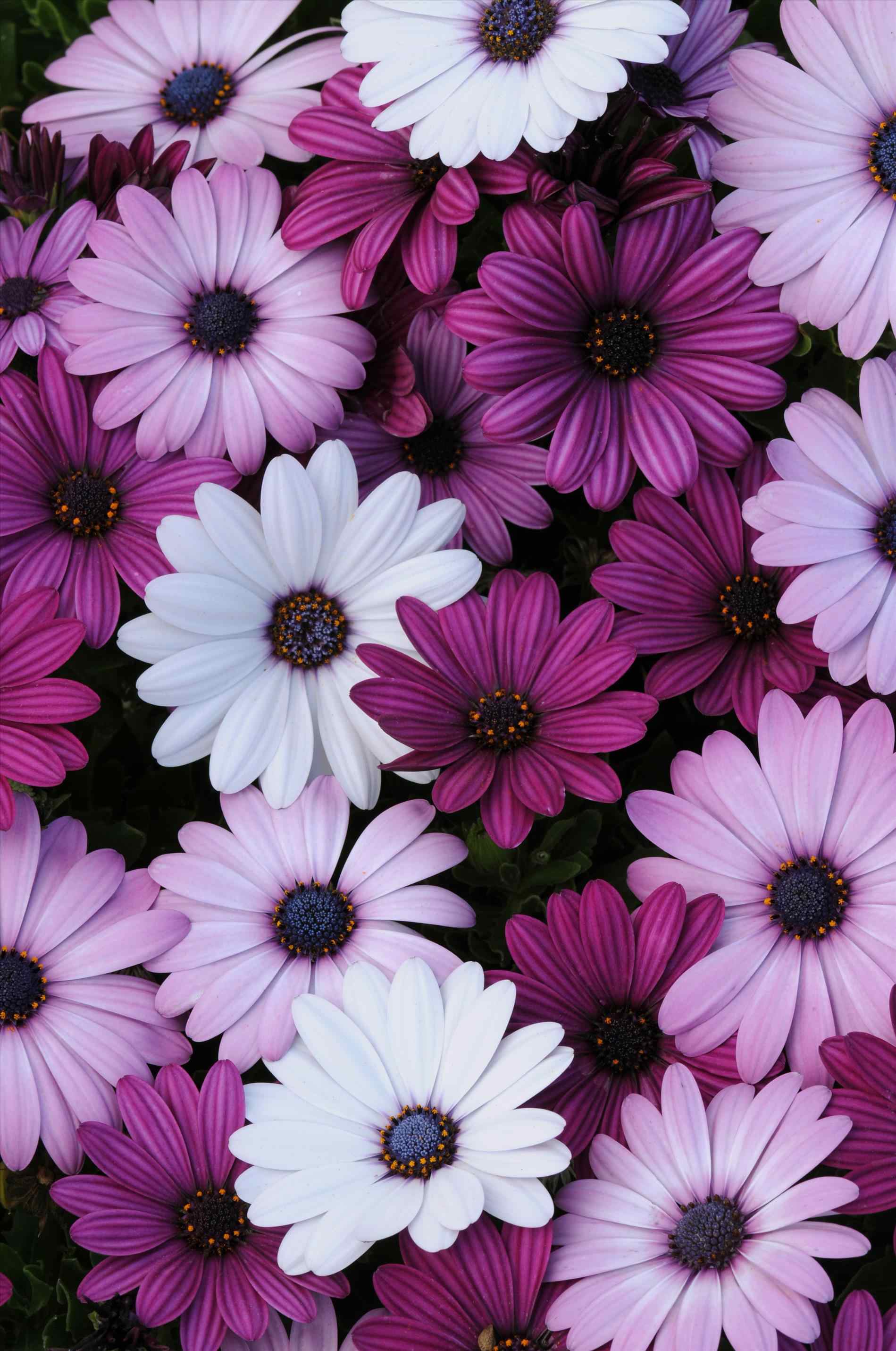 Detail Background Tumblr Pastel Flower Nomer 45