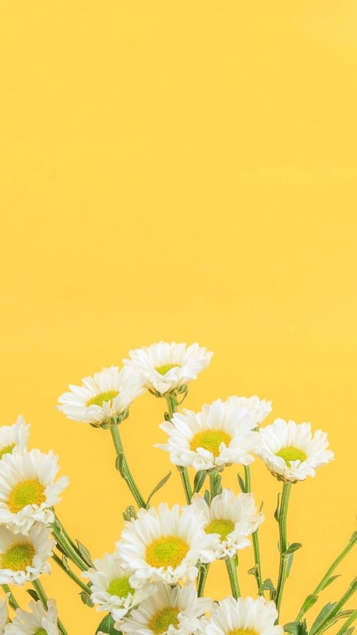 Detail Background Tumblr Pastel Flower Nomer 53