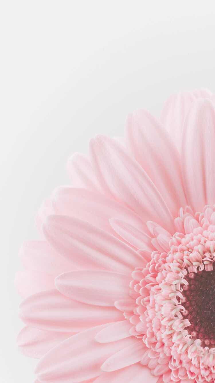 Detail Background Tumblr Pastel Flower Nomer 7