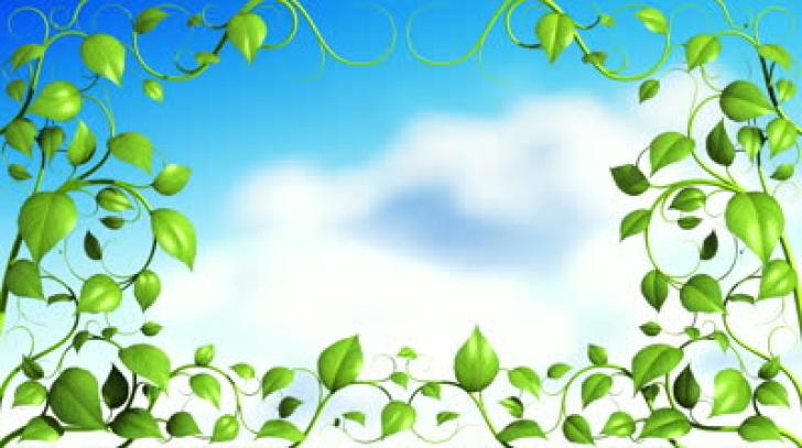 Detail Background Tumbuhan Nomer 21