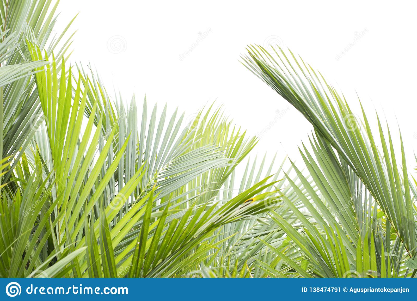 Detail Background Tumbuhan Nomer 30