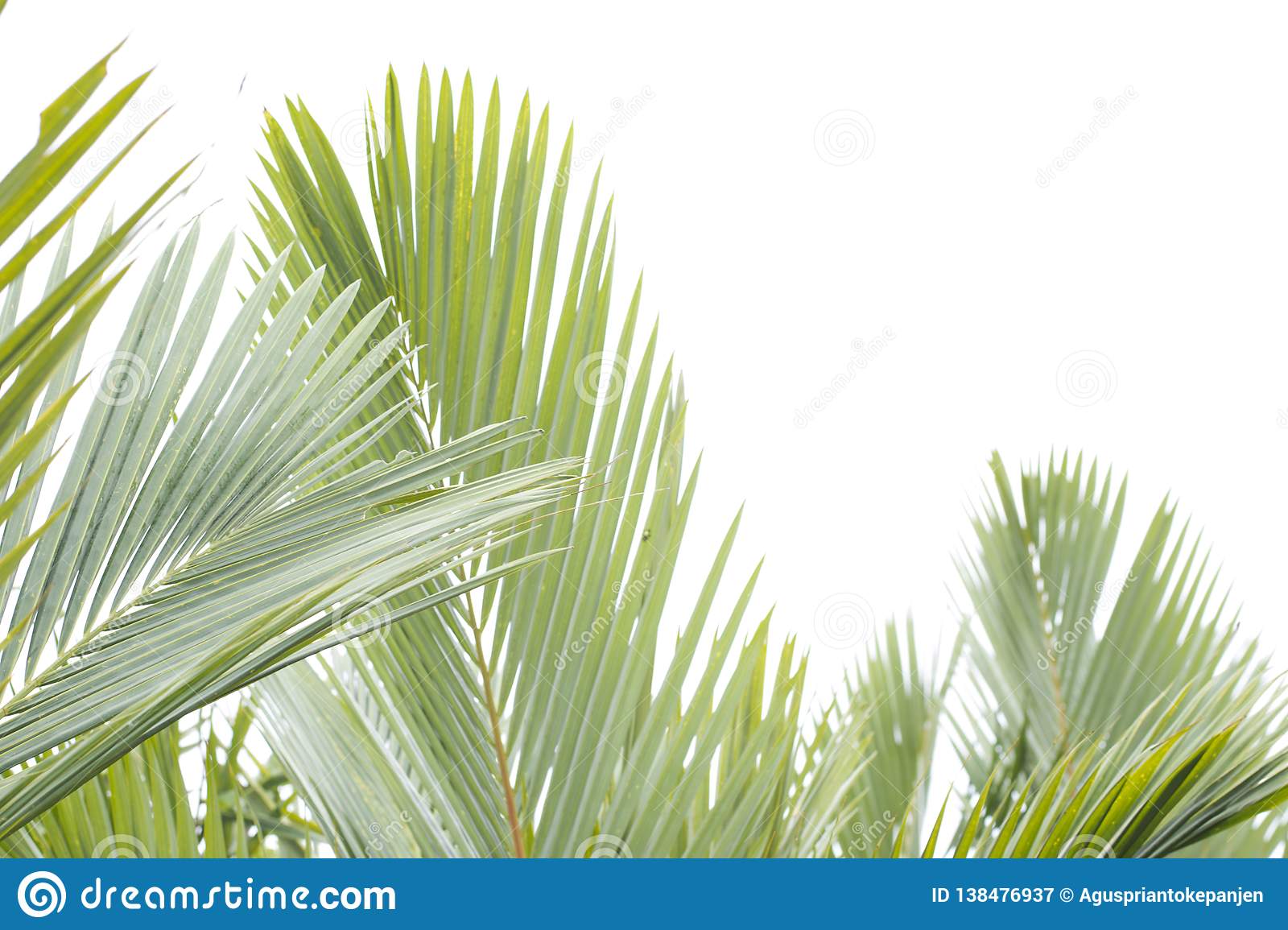 Detail Background Tumbuhan Nomer 32