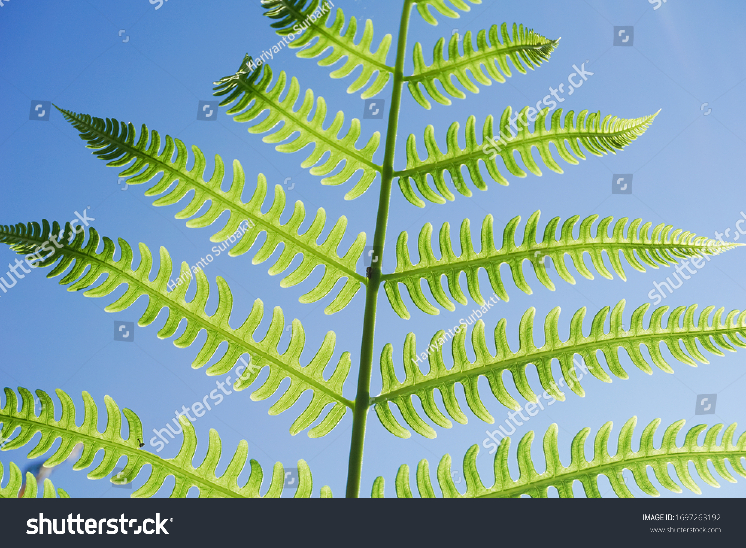 Detail Background Tumbuhan Nomer 40