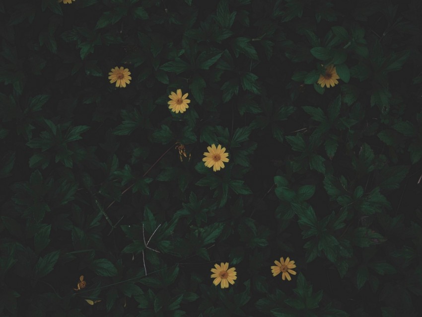 Detail Background Tumbuhan Nomer 57