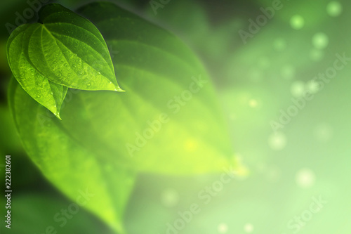 Detail Background Tumbuhan Hijau Nomer 31