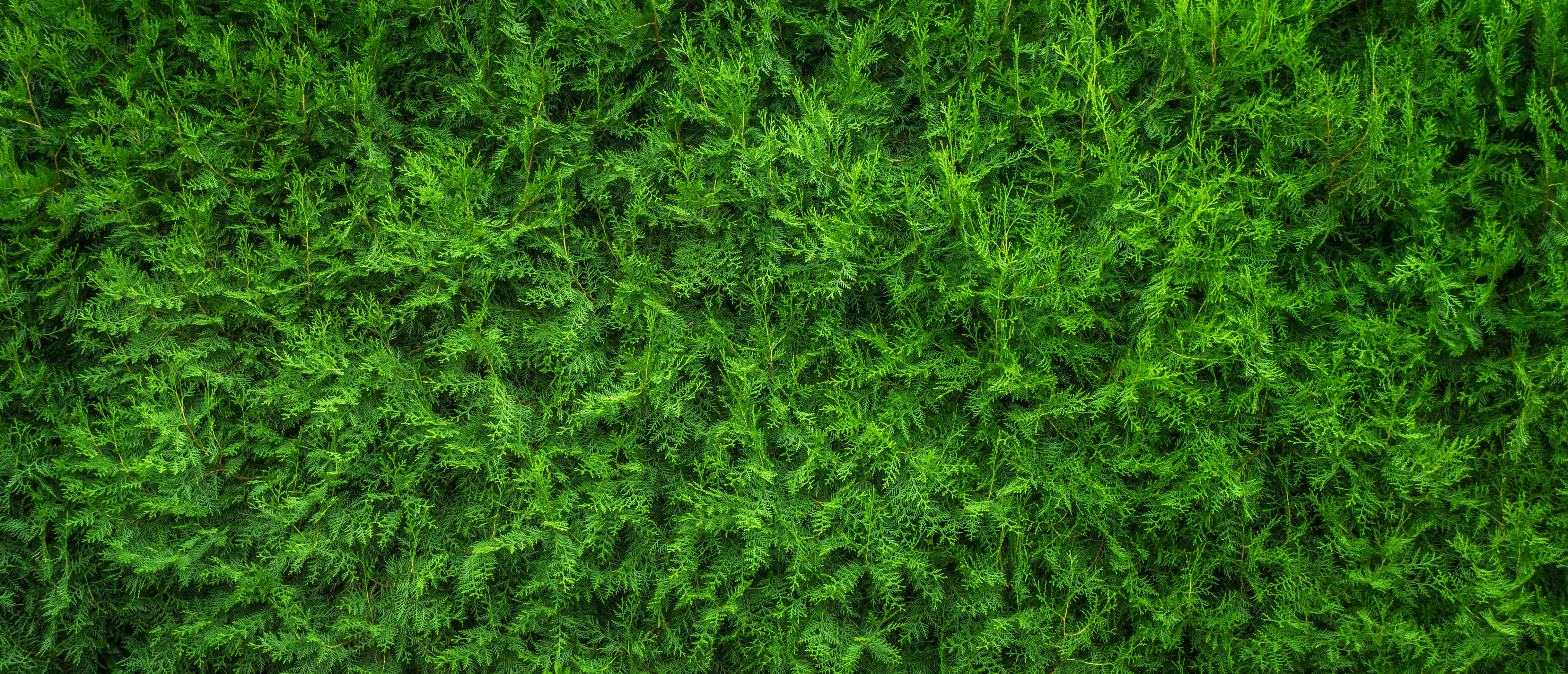 Detail Background Tumbuhan Hijau Nomer 34