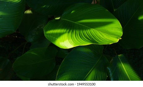 Detail Background Tumbuhan Hijau Nomer 42