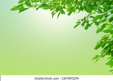 Detail Background Tumbuhan Hijau Nomer 45