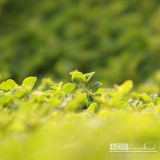Detail Background Tumbuhan Hijau Nomer 50