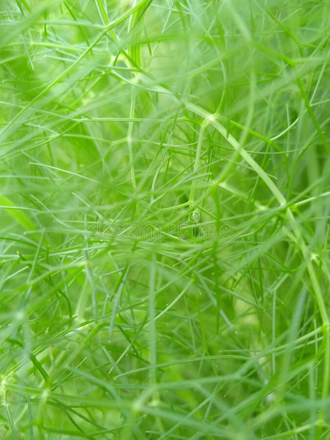 Detail Background Tumbuhan Hijau Nomer 54