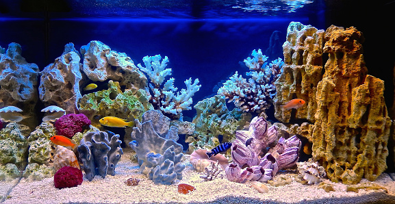 Detail Background Untuk Aquarium Nomer 15