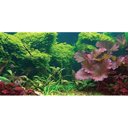 Detail Background Untuk Aquarium Nomer 35