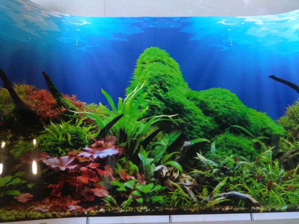 Detail Background Untuk Aquarium Nomer 46