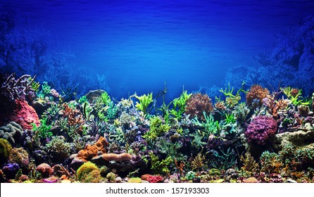 Detail Background Untuk Aquarium Nomer 9