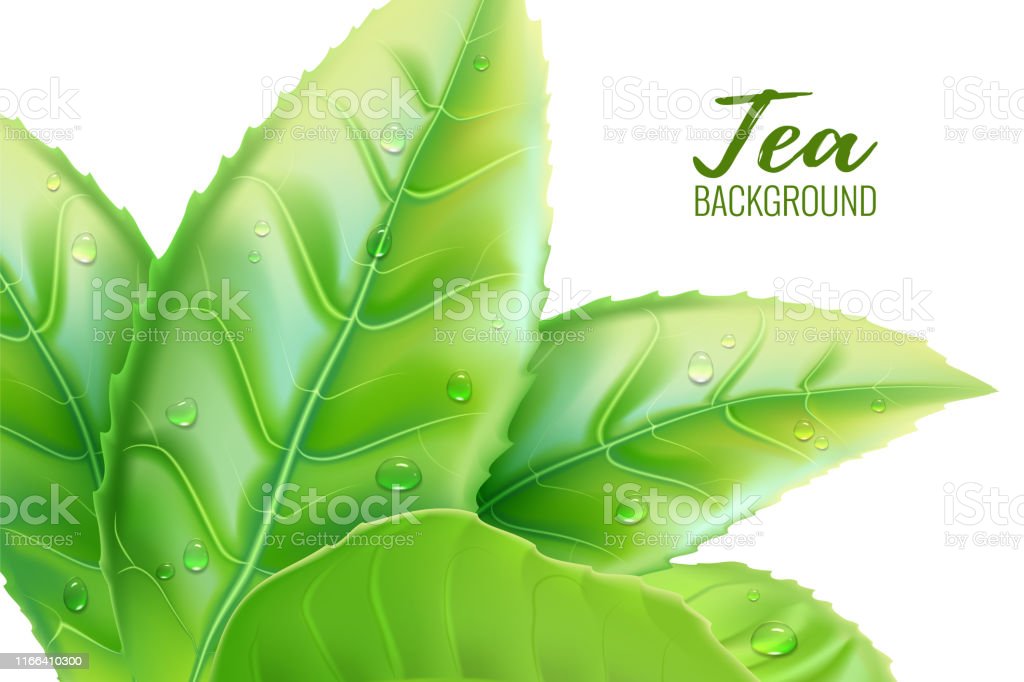 Detail Background Vector Daun Nomer 52