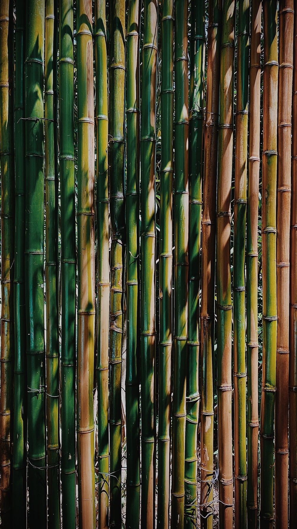 Detail Background Wallpaper Bambu Nomer 11