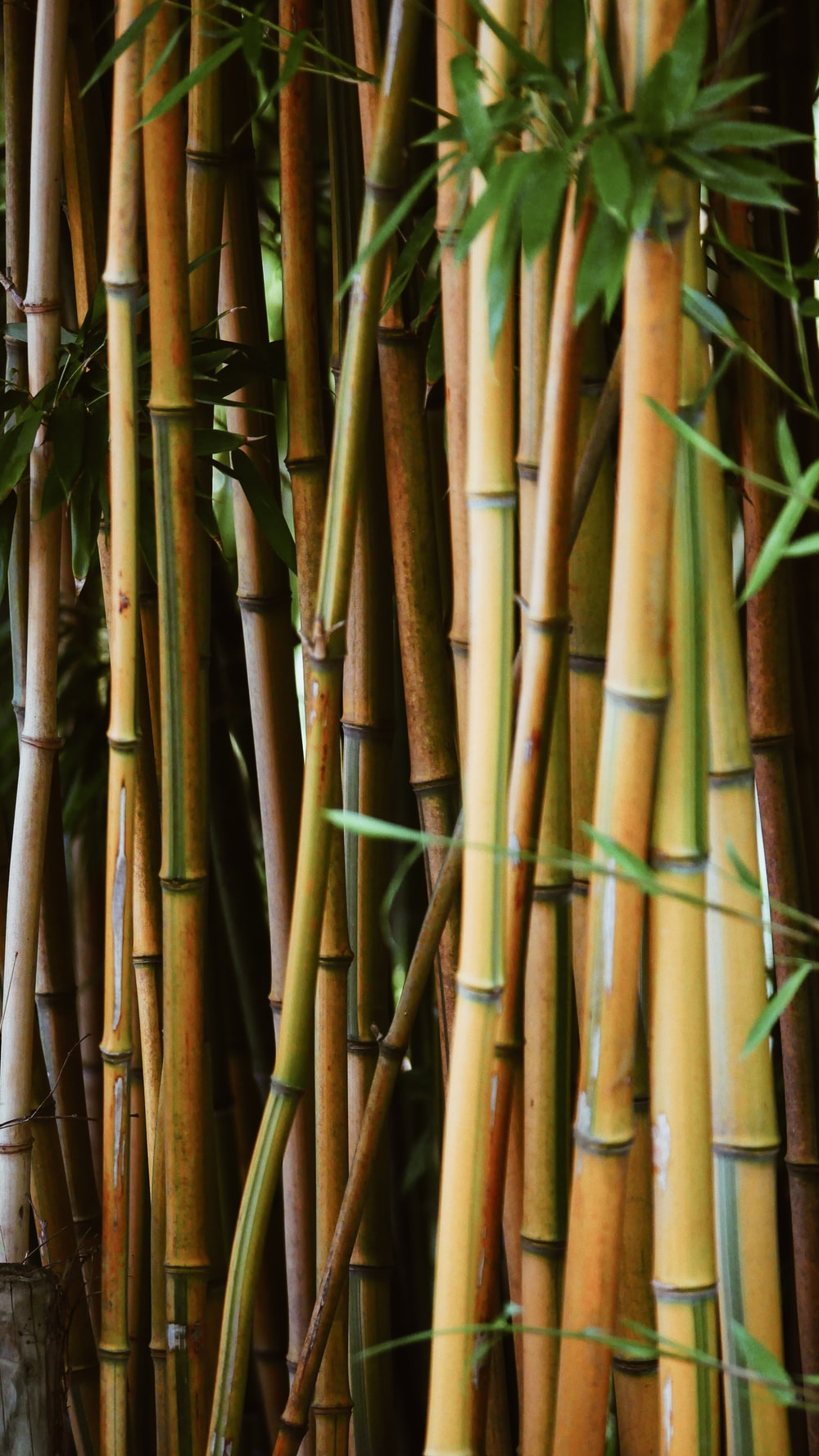 Detail Background Wallpaper Bambu Nomer 29