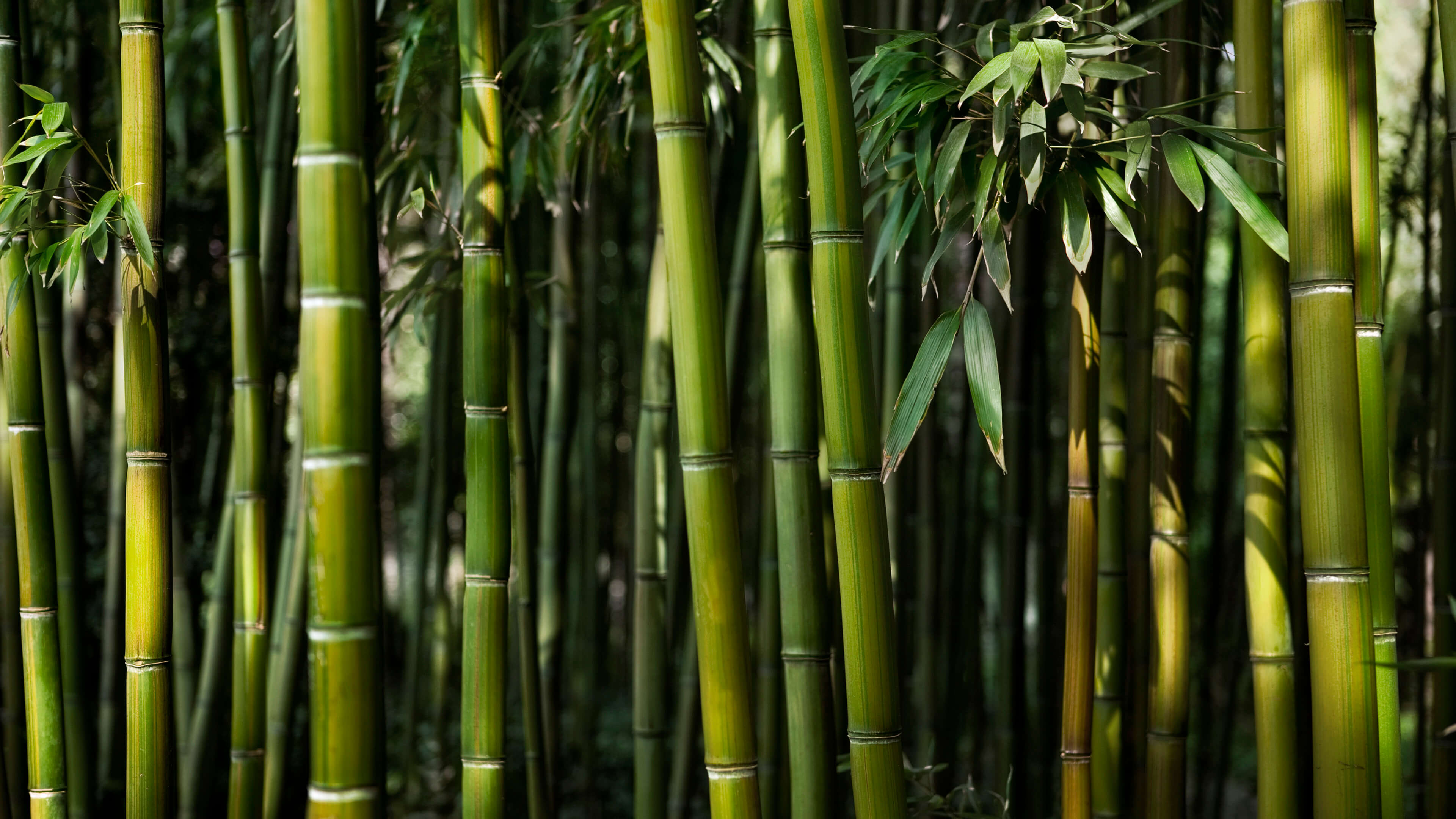 Detail Background Wallpaper Bambu Nomer 36