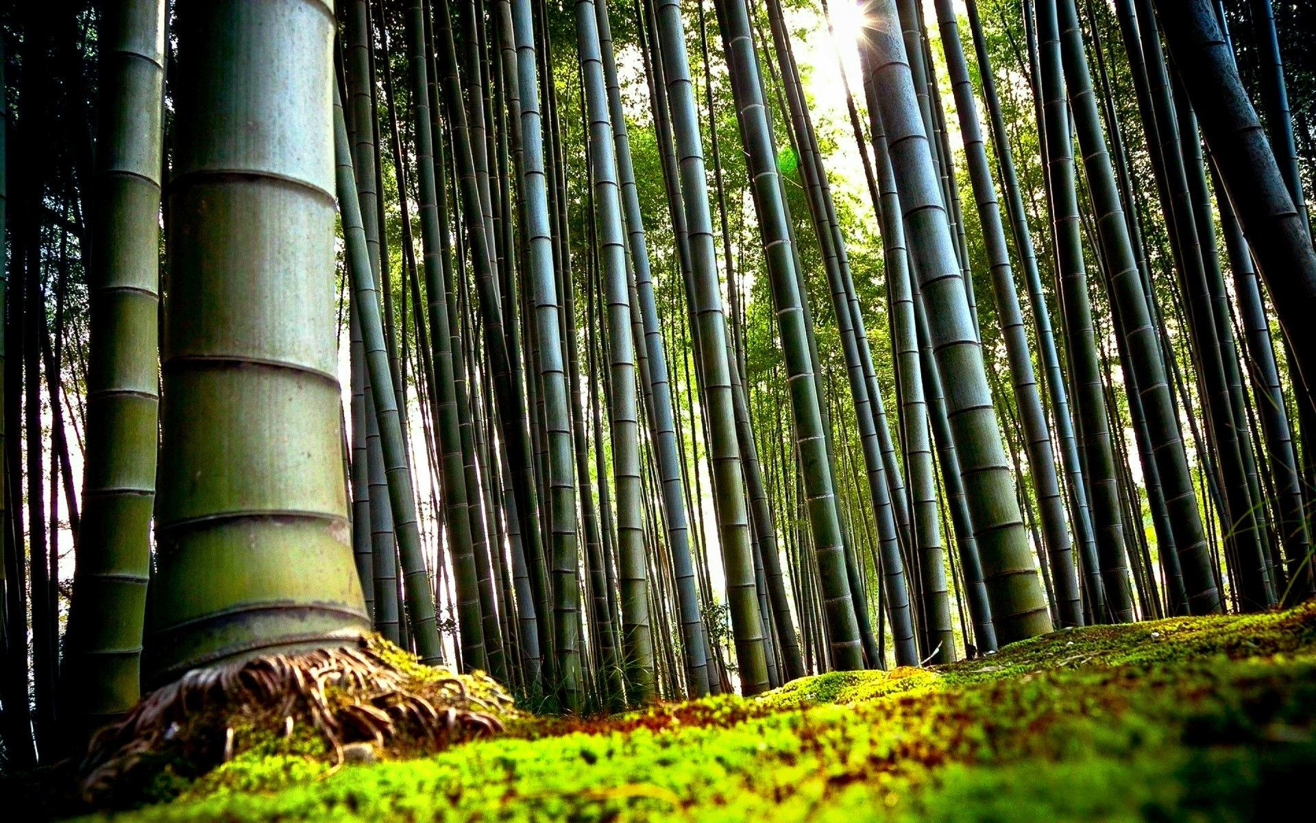 Detail Background Wallpaper Bambu Nomer 10