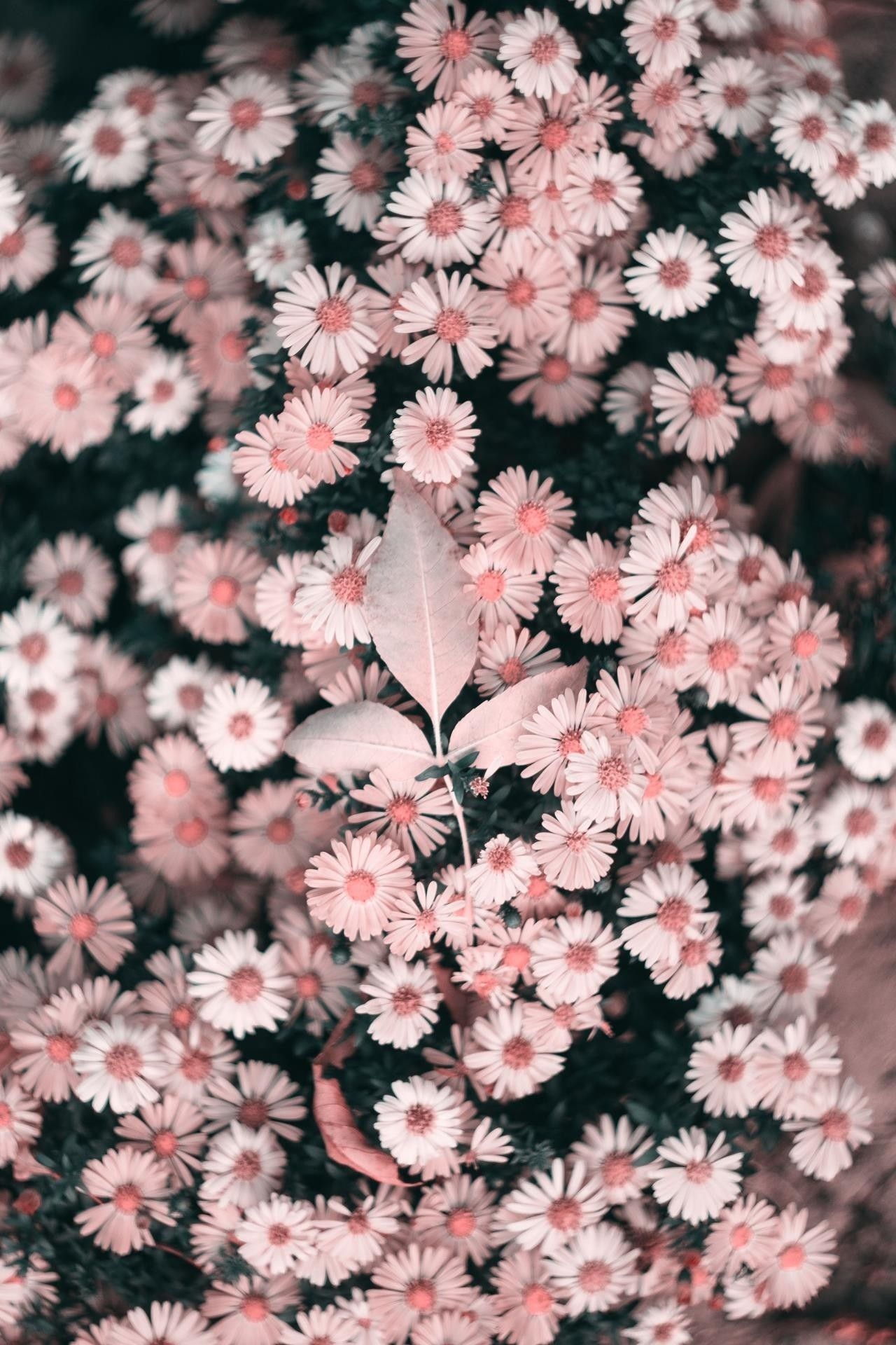 Detail Background Wallpaper Bunga Nomer 19