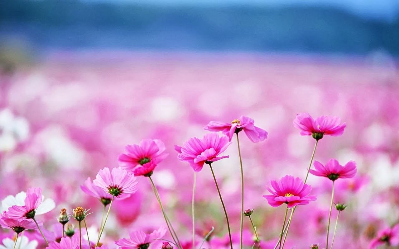 Detail Background Wallpaper Bunga Nomer 49
