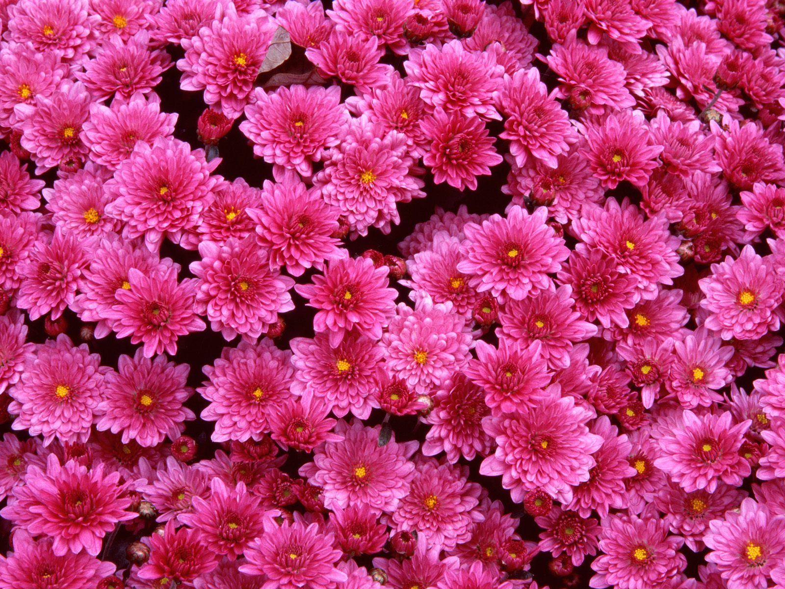 Detail Background Wallpaper Bunga Nomer 52