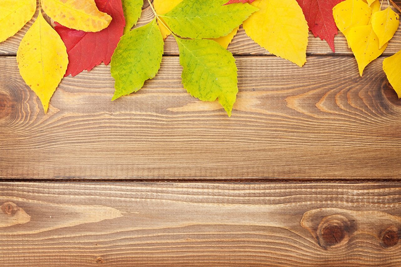 Detail Background Warna Kayu Nomer 40