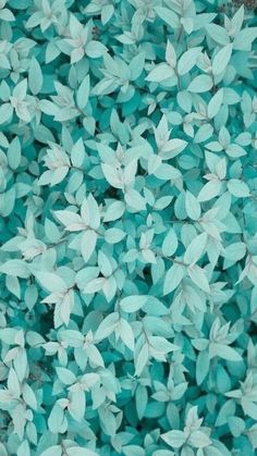 Detail Background Warna Tosca Nomer 29
